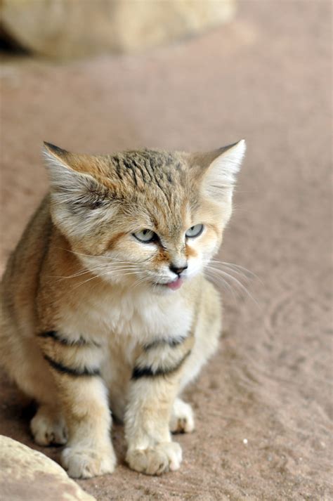 Member Photos: Arabian Sand Cat | International Society For Endangered Cats