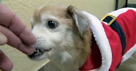 Dog Without Nose Is Searching for His ‘Fur-Ever’ Home | NTD