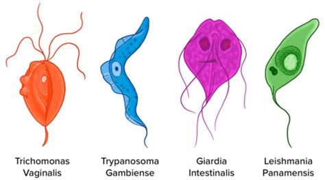 Protists and Disease ( Read ) | Biology | CK-12 Foundation