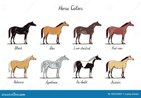 Horse Color Chart Set. Equine Coat Colors With Text. Types Of Horses ...