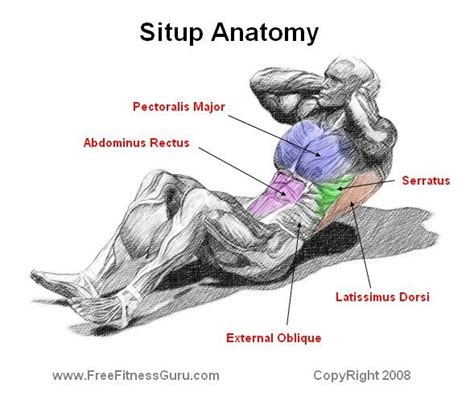 Sit up Anatomy | Sit up, Anatomy, Exercise