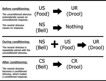 Pavlovian Conditioning - Pavlov - 512 - Behaviourism