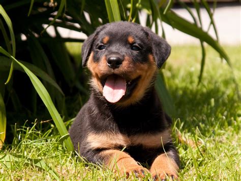 Rottweiler Puppies Wallpaper (54+ images)