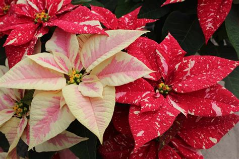 La poinsettia o Flor de Pascua es una planta de interior que florece en ...