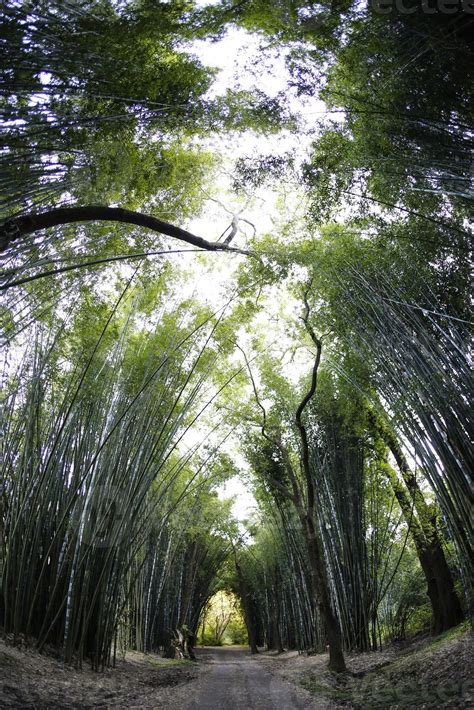 bamboo jungle 989386 Stock Photo at Vecteezy