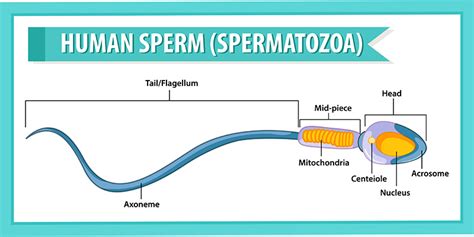 Teratozoospermia – Teratospermia – Causes & Treatment | Metromale Clinic & Fertility Center