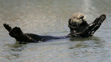 Cute Sea Otters