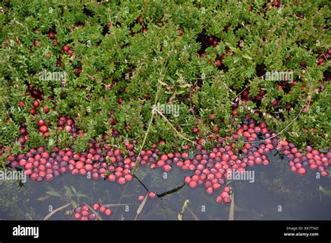 Vilas Cranberry farm in Manitowish Waters, Wisconsin Stock Photo - Alamy