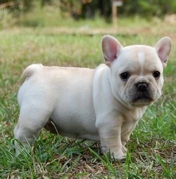 French Bulldog - Puppies, Rescue, Pictures, Information, Temperament, Characteristics | Animals ...