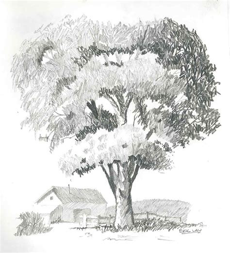 Pencil Sketch Of A Tree Images & Pictures - Becuo | Tree drawings ...