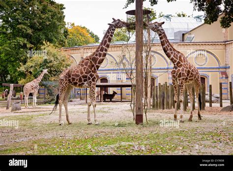 Giraffes at the Berlin Zoological Garden, Berlin, Germany Stock Photo - Alamy