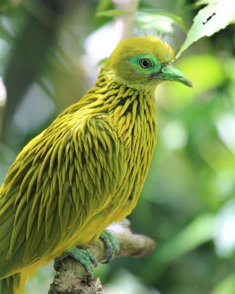 Golden Fruit Dove (Ptilinopus luteovirens) endemic to the Fiji Islands ...