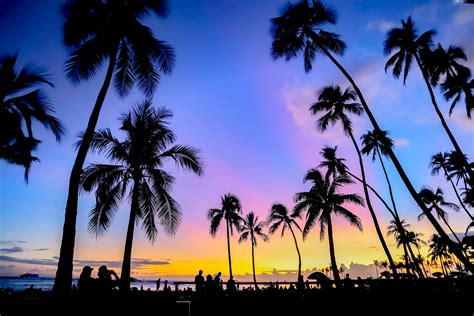 Pink Sunset, Palm Trees, Waikiki, Hawaii Photography, Wanderlust Decor ...