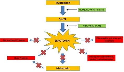 Use Tryptophan to Boost Serotonin for Better Mental Health | Be Brain Fit