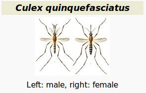 Avian Flu Diary: Fiocruz: A Culex Mosquito With The Potential To Transmit Zika