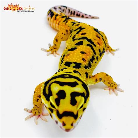 The Bold leopard gecko morph or jungle leopard gecko morph is one of ...