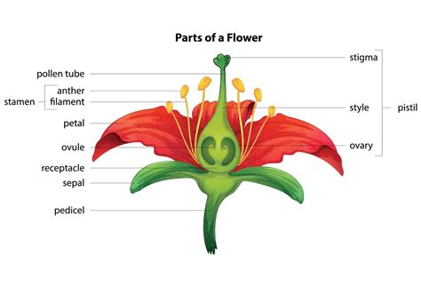 Name The 3 Parts Of The Pistil Of A Flower | Best Flower Site