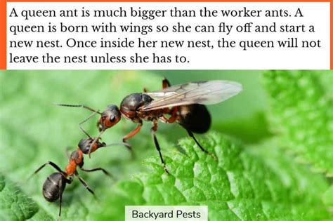 8 Easy Ways To Kill A Queen Ant In Your House Or Yard - Backyard Pests