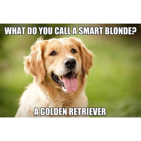 50+ Funniest Golden Retriever Memes