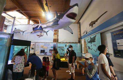 San Pedro’s popular Cabrillo Marine Aquarium welcomes ocean-lovers back with post-pandemic ...