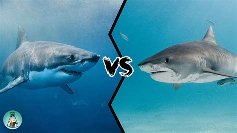 GREAT WHITE SHARK VS TIGER SHARK - Which is the strongest? - YouTube