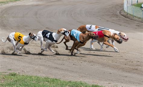 Every Three Days, A Dog Dies at a Florida Greyhound Racetrack - The Dogington Post