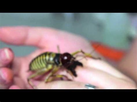 Giant Weta Bite