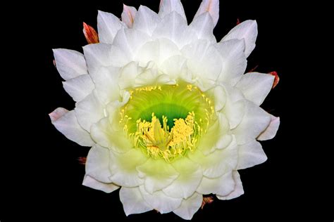 Free photo: Large white cactus flower - Cacti, Cactus, Flowering - Free Download - Jooinn