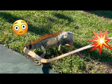 Tail-Whipped By A Giant Iguana - YouTube