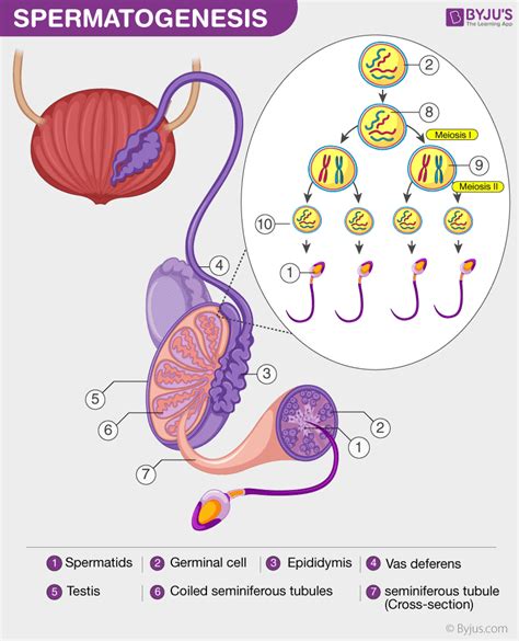 Explain The Process Of Spermatogenesis With Diagram Spermato