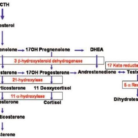 Adrenal and gonadal steroidogenesis pathway. | Download Scientific Diagram