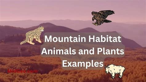 Mountain Habitat Animals And Plants Examples