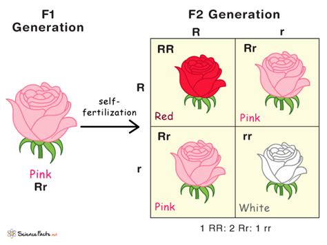 Incomplete Dominance - Definition, Examples, and Diagrams