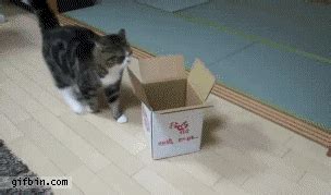 Funny Gifs : cat GIF - VSGIF.com