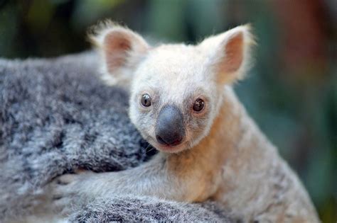 You Can Help Name The Rare White Koala Born At Australia Zoo