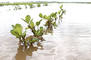 New Navigable Waters Definition Clear As Mud - Alabama Farmers Federation