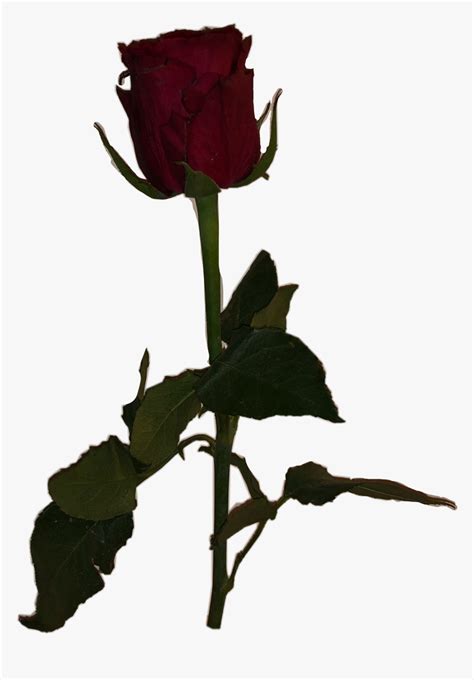 #meme #dead #rose #aesthetic #freetoedit - Hybrid Tea Rose, HD Png Download , Transparent Png ...