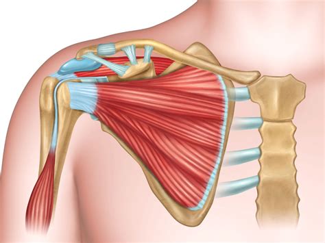 Shoulder Joint Anatomy Diagram Easy : The Shoulder Joint Structure Movement Teachmeanatomy / On ...