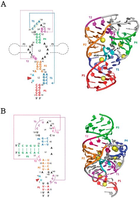 Molecules | Free Full-Text | Structural and Biochemical Properties of Novel Self-Cleaving Ribozymes