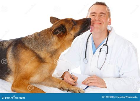 Vet examining dog stock image. Image of girl, caucasian - 12578585