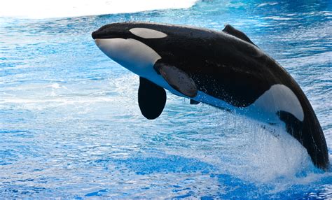 orca animals whale water jumping, HD Wallpaper | Rare Gallery