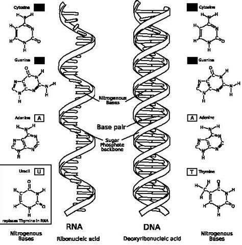 RNA world - Alchetron, The Free Social Encyclopedia