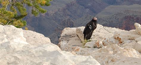 The wildlife of the Grand Canyon