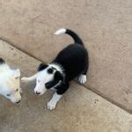 Girl is a Border Collie puppy for sale in Buffalo, MO