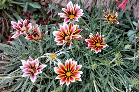 Gazania Rigens Sheep Eye - Free photo on Pixabay - Pixabay