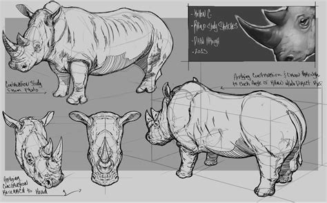 rhino anatomy - Google Search | Animal illustration art, Animal ...