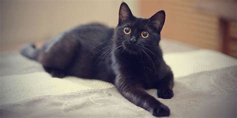 10 Stunning Black Cat Breeds That Deserve A Place In Your Heart - Cats.com