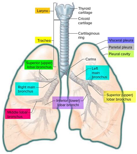 Auscultation - how to do chest, lung and heart auscultation