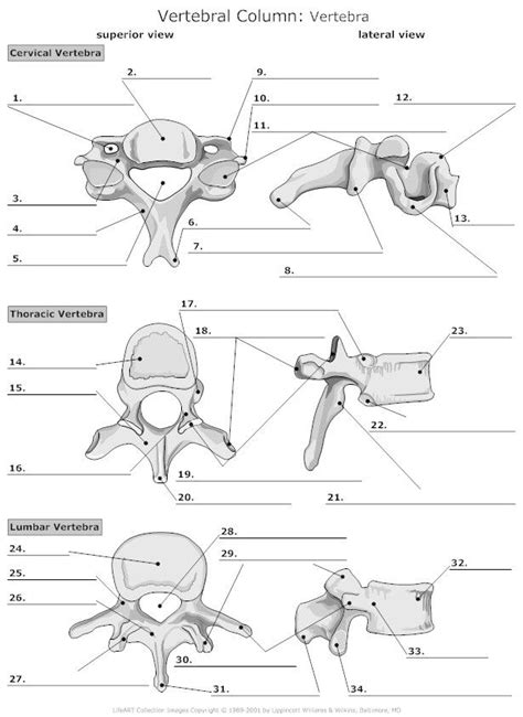 Cervical Vertebrae Blank Diagram