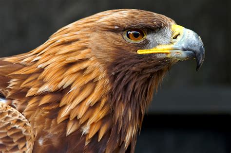 Golden Eagle Side Portrait | Birds | Wildlife | Photography By Martin ...